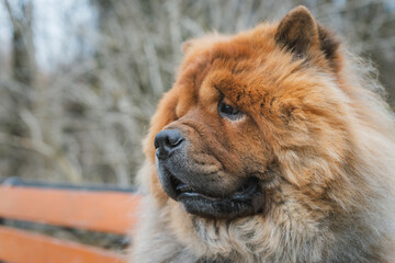 Fototapeta na wymiar Portrait of a dog, Chinese breed Chow Chow