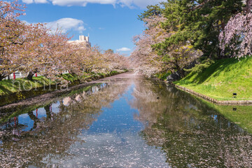 Fototapeta na wymiar 弘前公園の桜　花筏
