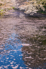 弘前公園の桜　花筏