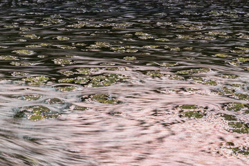 弘前公園の桜　花筏