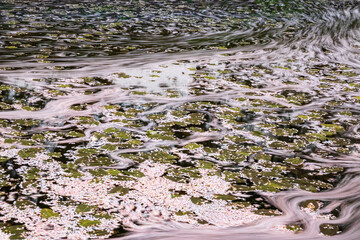 弘前公園の桜　花筏