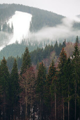 Mystical Coniferous Forest in the Winter . Clouds over the fir trees