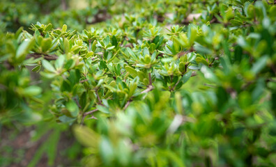 Fototapeta na wymiar Green decorative trees close up