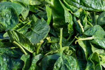 jeunes feuilles d'épinard