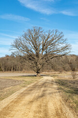 Solitary tree in the afternoon light.
