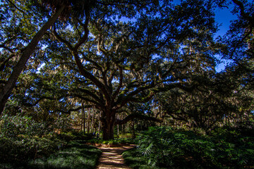 Old oak tree at Washington Oaks state park in Florida 
