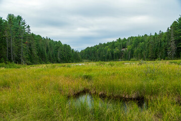 Wetland marsh in Algonquin Park, Ontario, Canada