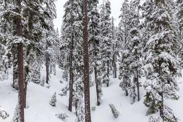 Winter forest scene in Mt Hood National Forest, Oregon