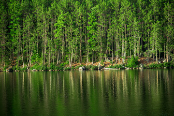 Fototapeta na wymiar Reflection of a green forest on a lake in Algonquin Park, Ontario, Canada