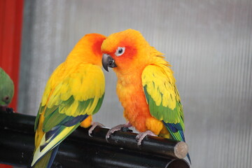 parrot colorful yellow red green