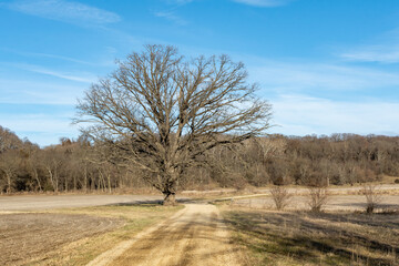 Solitary tree in the afternoon light.