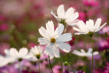 White cosmos flowers in spring
