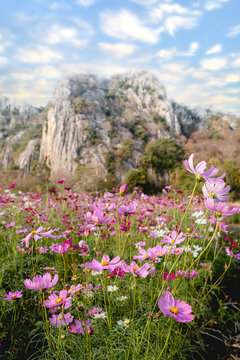 flowers in the mountains