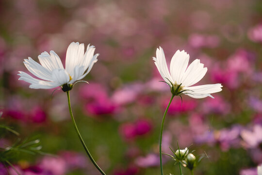 White cosmos flowers in winter seasoning.