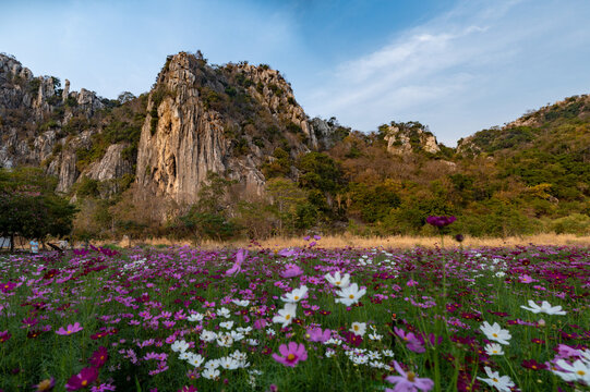 wildflowers in the mountains