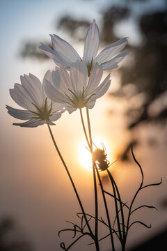Couple of cosmos flower under the Sun.
