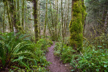 Green moss and ferns on trail in Mt Hood National Forest, Oregon