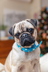 Young female Pug dog sitting at home turning head wearing blue necklace.