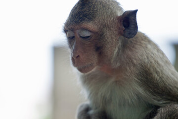 可愛いサル