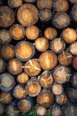Bunch of stacked tree trunks in the forest