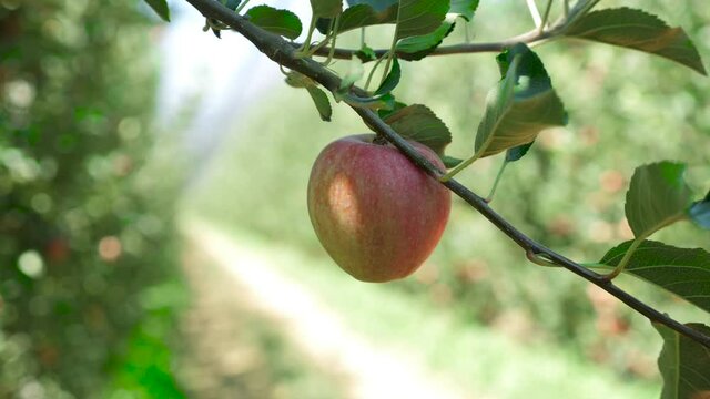 woman plucking apple from tree
