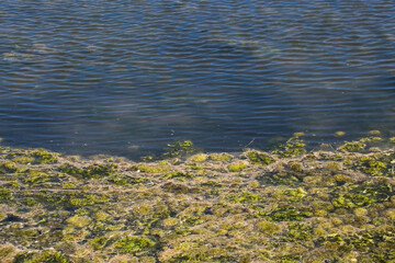 Stones near shore in Brighton beach