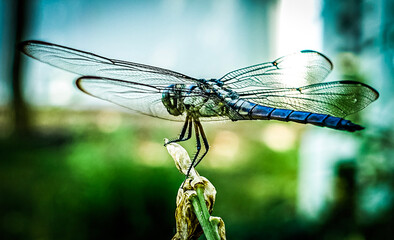 dragonfly on a leaf