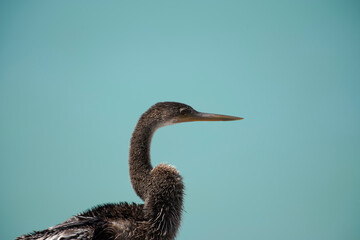 Anhinga