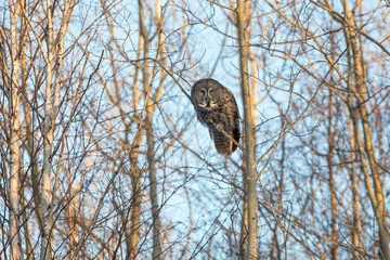 Great Grey, Strix nebulosa on branch looking at camera head on face straight portrait on tree.