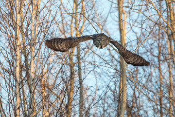 In flight Great grey owl facing camera.  Straight on wings in motion fly.