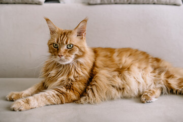 Maine coon cat sitting on couch in living room.