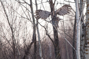 Great grey owl jumping from branch.  Wings spread face straight.  Look like moose antlers.