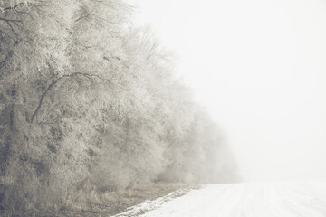 Row of large frost trees in the fog in the winter in the field. Backdrop