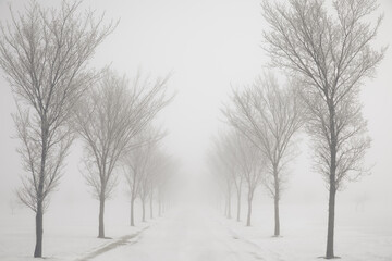 Centered path road tree lined in the winter frost foggy mist