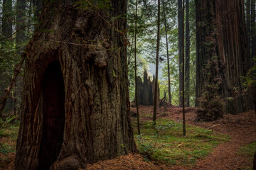Forever I have stood,
seen Comrades come and go.
Great pillars of Wood,
their names I did not know.
