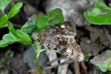 モンキアカガネヨトウ（北海道・知床）
