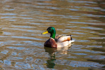 Male Mallard Duck paddles his way across Canadian waters.