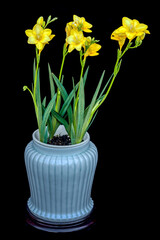 Yellow scented freesias sit in a blue-green celadon ceramic pot