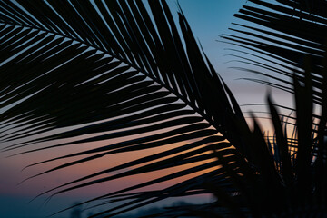 Close up palm leaves on a background of sunset sky on a tropical island. View from balcony