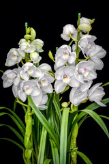 Fototapeta premium White Cymbidium orchid: Lovely Angel 'the Two Virgins'