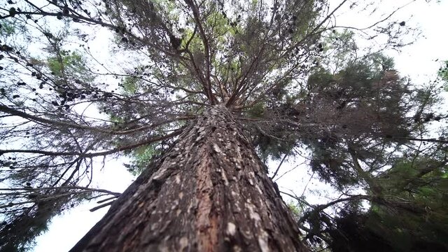 pine tree dutch angle camera movement