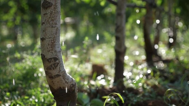 drip irrigation system with trees