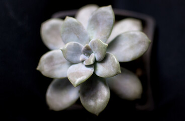 Suculenta, graptopetalum superbum  en  fondo oscuro con enfoque selectivo