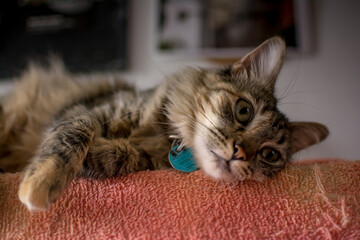 Gato relajado descansando sobre una toalla 