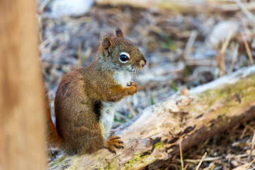 Naklejka na ściany i meble Close up of smiling American Red Squirrel sitting on a log.