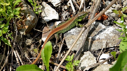 bright male agile lizard in the spring mating season among rocks and plants