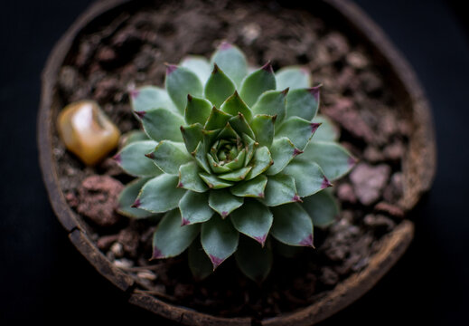 Suculenta sempervivum calcareum vista desde arriba