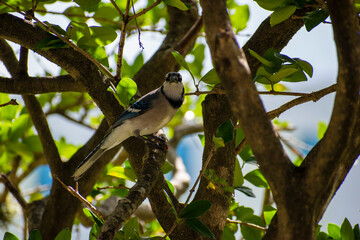 elegant blue bird perched on a tree
