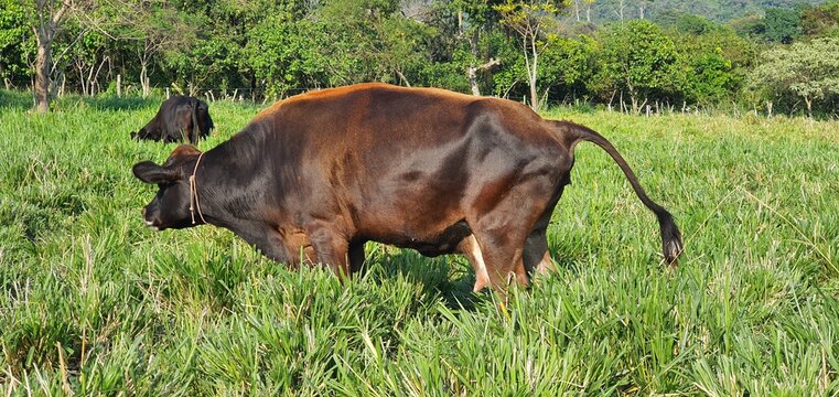 Orina de vaca