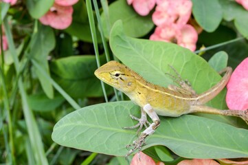 chameleon on leaf tree